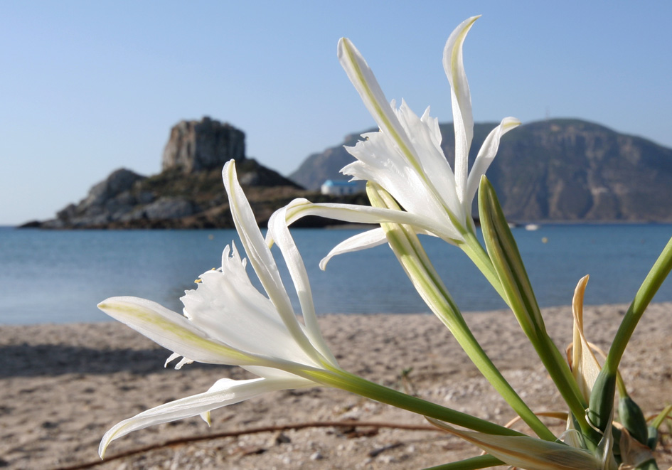 Pancratium maritimum Dünen - Trichternarzisse - sea daffodil - - Saline Lebensräume - saline environments Pancratium maritimum Dünen - Trichternarzisse - sea daffodil - - Saline Lebensräume - saline environments