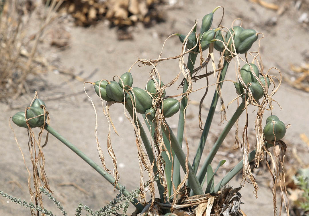 Pancratium maritimum Dünen - Trichternarzisse - sea daffodil - Früchte - Saline Lebensräume - saline environments Pancratium maritimum Dünen - Trichternarzisse - sea daffodil - Früchte - Saline Lebensräume - saline environments