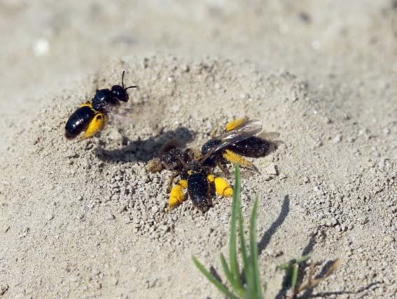 Panurgus calcaratus - Stumpfzähnige Zottelbiene - - Apiformes - Andrenidae - Bienen - bees Panurgus calcaratus - Stumpfzähnige Zottelbiene - - Apiformes - Andrenidae - Bienen - bees