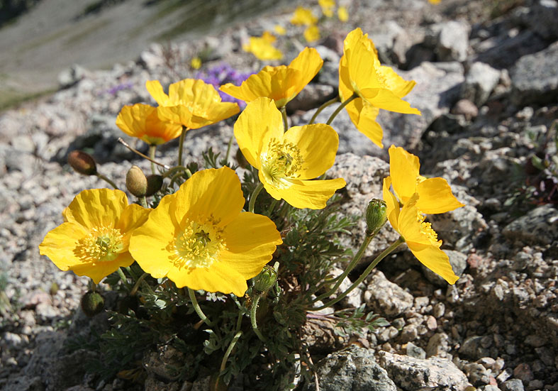 Papaver aurantiacum (Papaver alpinum) - Räthischer Alpenmohn - Fam. Papaveraceae - Felsschutt - gravel Papaver aurantiacum (Papaver alpinum) - Räthischer Alpenmohn - Fam. Papaveraceae - Felsschutt - gravel