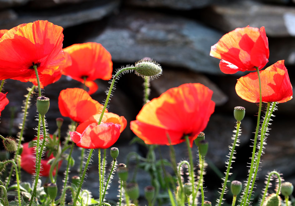 Papaver rhoeas - Klatschmohn - corn poppy - - Ruderal vegetation Papaver rhoeas - Klatschmohn - corn poppy - - Ruderal vegetation