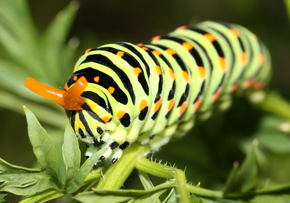 Papilio machaon - Schwalbenschwanz - in Schreckstellung - Papilionidae - Ritterfalter - Swallowtail butterflies Papilio machaon - Schwalbenschwanz - in Schreckstellung - Papilionidae - Ritterfalter - Swallowtail butterflies