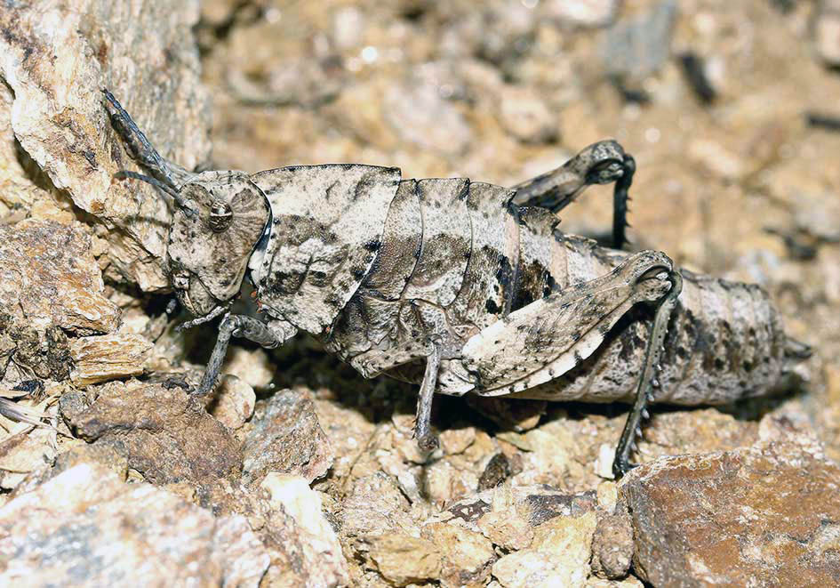 Paranocarodes fieberi - Fam. Pamphagidae - Samos - Caelifera - Kurzfühlerschrecken - grasshoppers Paranocarodes fieberi - Fam. Pamphagidae - Samos - Caelifera - Kurzfühlerschrecken - grasshoppers