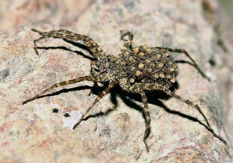 Pardosa atomaria - Fam. Lycosidae - Samos - Araneae - Webspinnen - orb-weaver spiders Pardosa atomaria - Fam. Lycosidae - Samos - Araneae - Webspinnen - orb-weaver spiders