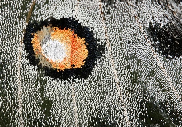 Parnassius apollo - Roter Apollo - Flügelausschnitt - Papilionidae - Ritterfalter - Swallowtail butterflies Parnassius apollo - Roter Apollo - Flügelausschnitt - Papilionidae - Ritterfalter - Swallowtail butterflies