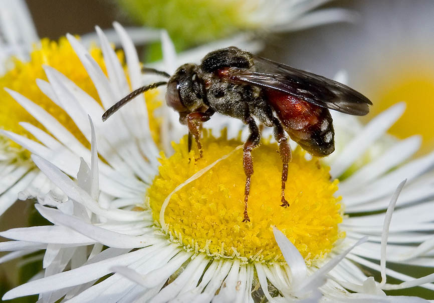 Pasites maculatus - Sandgängerbiene - Kleptoparasit bei Nomia - Apiformes - Apidae - Bienen - Bees Pasites maculatus - Sandgängerbiene - Kleptoparasit bei Nomia - Apiformes - Apidae - Bienen - Bees