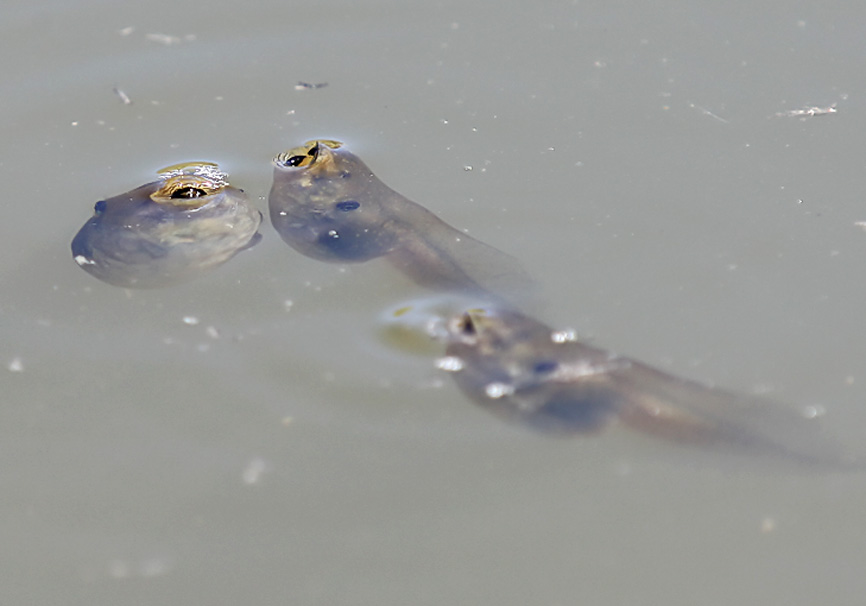 Pelophylax bedriagae  -  Kleinasiatischer Seefrosch - Kaulquappen - tadpoles (Lesbos) - Ranidae - Frösche - frogs