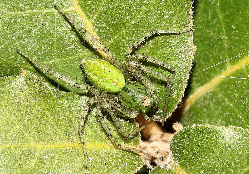 Peucetia viridis - Grüne Luchsspinne - Fam. Oxyopidae - Samos - Araneae - Webspinnen - orb-weaver spiders Peucetia viridis - Grüne Luchsspinne - Fam. Oxyopidae - Samos - Araneae - Webspinnen - orb-weaver spiders