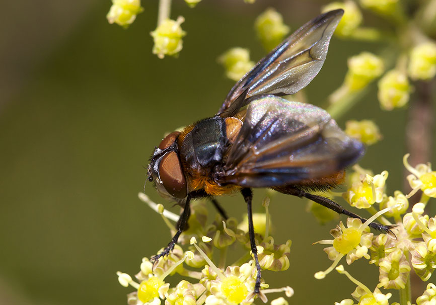 Phasia hemiptera - Fam. Tachinidae - Schmarotzerfliegen - Brachycera (Fliegenartige) - Schizophora - muscoids Phasia hemiptera - Fam. Tachinidae - Schmarotzerfliegen - Brachycera (Fliegenartige) - Schizophora - muscoids