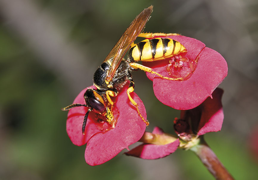 Philanthus triangulum - Bienenwolf - Euphorbia milii - Spheciformes - Grabwespen - thread-waisted wasps Philanthus triangulum - Bienenwolf - Euphorbia milii - Spheciformes - Grabwespen - thread-waisted wasps