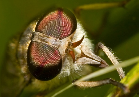 Philipomyia aprica - Bremse - Fam. Tabanidae - Bremsen - Brachycera (Fiegenartige) - Orthorrhapha Philipomyia aprica - Bremse - Fam. Tabanidae - Bremsen - Brachycera (Fiegenartige) - Orthorrhapha