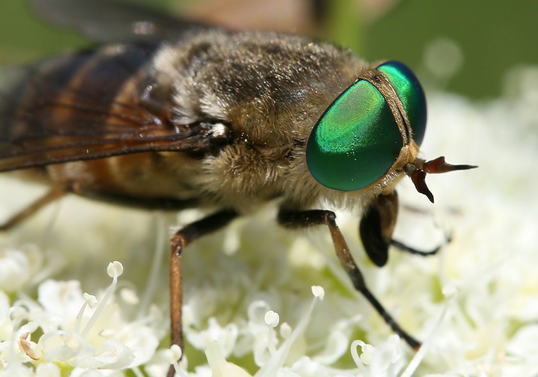 Philipomyia aprica - Fam. Tabanidae - Bremsen - Brachycera (Fiegenartige) - Orthorrhapha Philipomyia aprica - Fam. Tabanidae - Bremsen - Brachycera (Fiegenartige) - Orthorrhapha