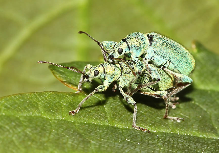 Phyllobius sp. - - Curculionidae - Rüsselkäfer - weevils Phyllobius sp. - - Curculionidae - Rüsselkäfer - weevils