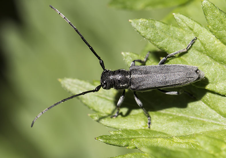 Phytoecia nigricornis  - Schwarzhörnige Walzenhalsbock - UFam.  Lamiinae  -  Zagori (Griechenland) - Cerambycidae - Bockkäfer - long-horned beetles