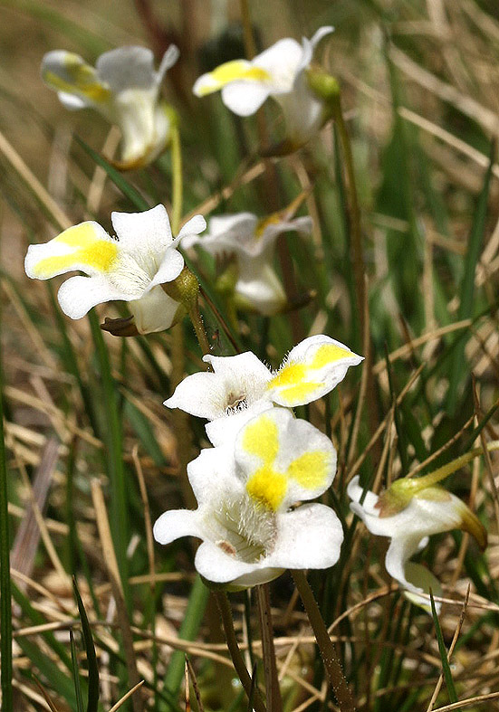 Pinguicula alpina - Alpen-Fettkraut - Fam. Lentibulariaceae - Alpine Feuchtwiesen - alpine wetlands Pinguicula alpina - Alpen-Fettkraut - Fam. Lentibulariaceae - Alpine Feuchtwiesen - alpine wetlands