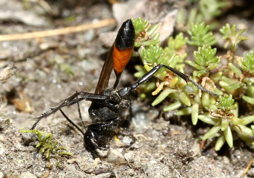 Podalonia affinis - Kurzstiel-Sandwespe - - Spheciformes - Grabwespen - thread-waisted wasps Podalonia affinis - Kurzstiel-Sandwespe - - Spheciformes - Grabwespen - thread-waisted wasps