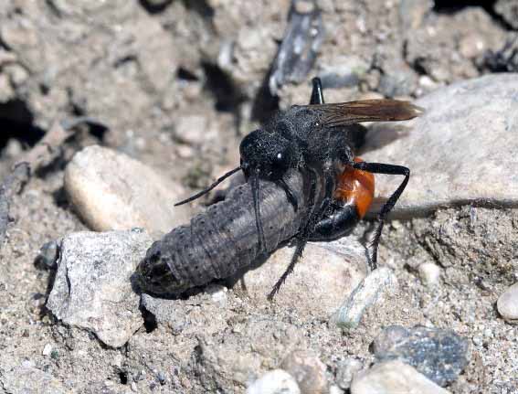 Podalonia hirsuta - Kurzstiel-Sandwespe - - Spheciformes - Grabwespen - thread-waisted wasps Podalonia hirsuta - Kurzstiel-Sandwespe - - Spheciformes - Grabwespen - thread-waisted wasps