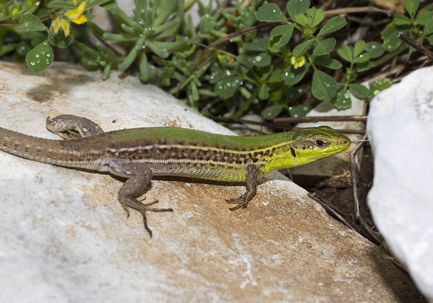 Podarcis tauricus ionicus - Taurische Eidechse - Zagori - Epirus - Lacertidae - Eidechsen - Lizards Podarcis tauricus ionicus - Taurische Eidechse - Zagori - Epirus - Lacertidae - Eidechsen - Lizards