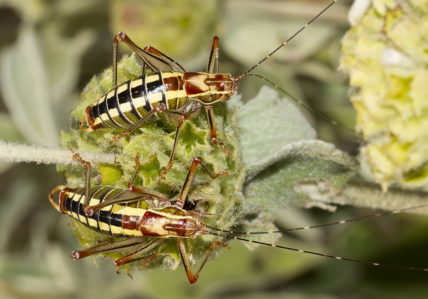 Poecilimon laevissimus (male) - Mittelgriechenland - Ensifera - Phaneropteridae - Sichelschrecken - Poecilimon laevissimus (male) - Mittelgriechenland - Ensifera - Phaneropteridae - Sichelschrecken -