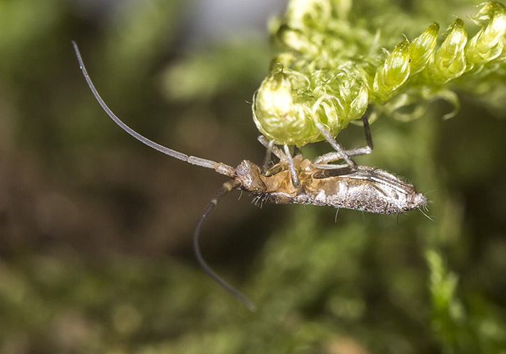 Pogonognathellus longicornis - Fam. Tomoceridae - Collembola - Springschwänze - collemboles Pogonognathellus longicornis - Fam. Tomoceridae - Collembola - Springschwänze - collemboles