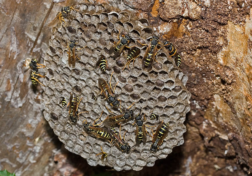 Polistes biglumis - Berg-Feldwespe - - Vespidae - Faltenwespen - wasps Polistes biglumis - Berg-Feldwespe - - Vespidae - Faltenwespen - wasps