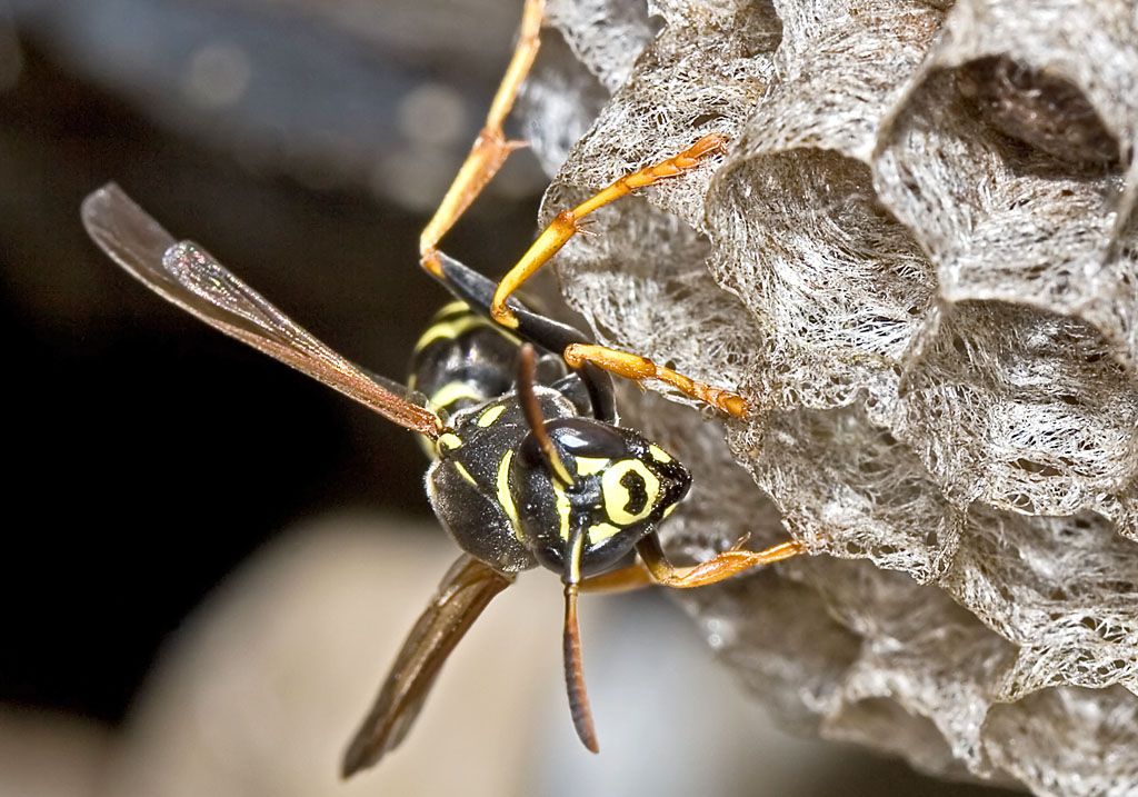 Polistes biglumis - Berg-Feldwespe -  - Vespidae - Faltenwespen - wasps