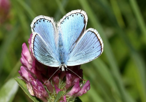 Polyommatus bellargus - Himmelblaue Bläuling - - Lycaenidae - Bläulinge - gossamer-winged butterflies Polyommatus bellargus - Himmelblaue Bläuling - - Lycaenidae - Bläulinge - gossamer-winged butterflies
