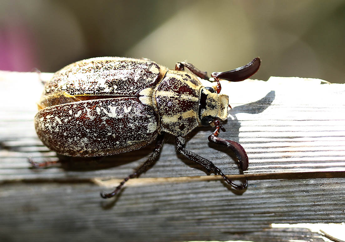 Polyphylla naxiana - Fam. Melolonthinae   -  Naxos - Scarabaeidea - Blatthornkäfer - scarab beetles