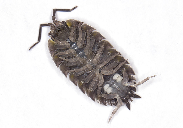 Porcellio scaber - Kellerassel - Atmungsorgane - respiration - Isopoda - Asseln - woodlice Porcellio scaber - Kellerassel - Atmungsorgane - respiration - Isopoda - Asseln - woodlice