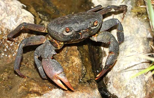 Brachyura Krabben crabs focusnatura