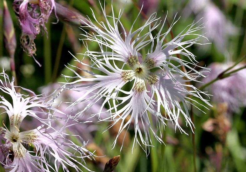 Dianthus superbus - Prachtnelke - Fam. Caryophyllaceae - Wiesen - meadows Dianthus superbus - Prachtnelke - Fam. Caryophyllaceae - Wiesen - meadows