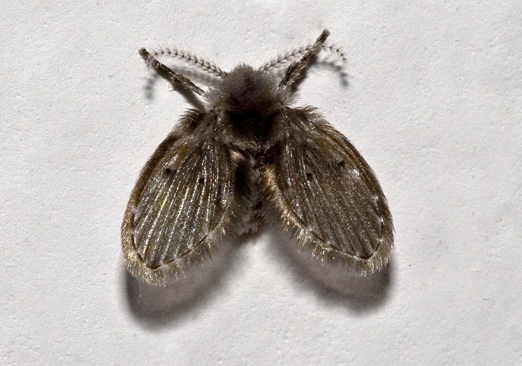Psychoda sp.- Abwasserfliege - Amorgos - Diptera - Fliegen Psychoda sp.- Abwasserfliege - Amorgos - Diptera - Fliegen