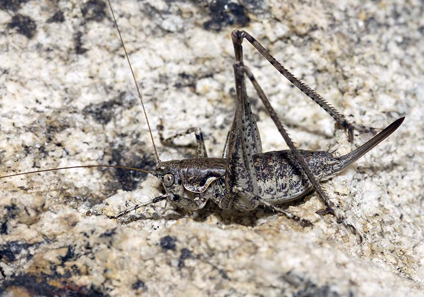 Pterolepis insularis (Rhacocleis insularis) - Naxos - Ensifera - Tettigonidae - Laubheuschrecken - bush crickets Pterolepis insularis (Rhacocleis insularis) - Naxos - Ensifera - Tettigonidae - Laubheuschrecken - bush crickets