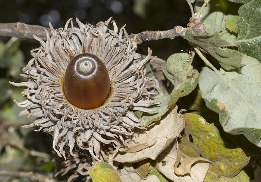 Quercus ithaburensis ssp. macrolepis - Walloneneiche - Naxos - Wald - Forest Quercus ithaburensis ssp. macrolepis - Walloneneiche - Naxos - Wald - Forest