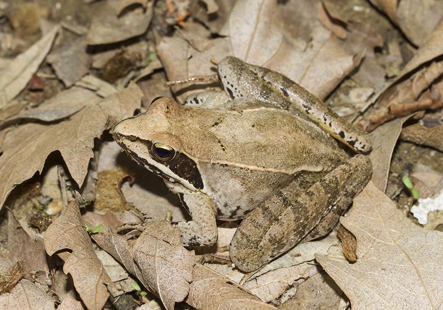 Rana dalmatina - Springfrosch - Zagori - Epirus - Ranidae - Frösche - frogs Rana dalmatina - Springfrosch - Zagori - Epirus - Ranidae - Frösche - frogs