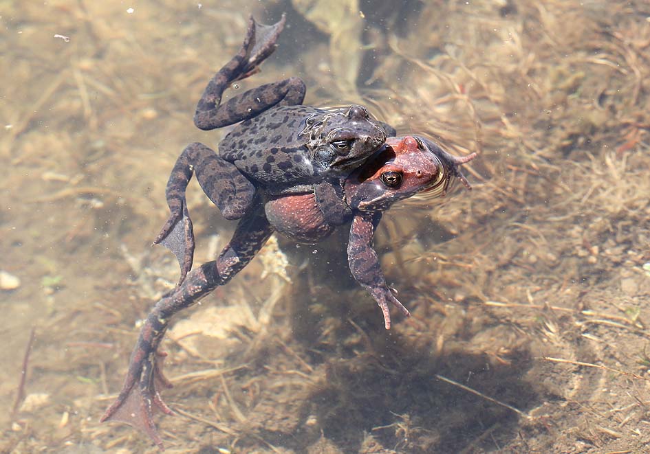 Rana temporaria  -  Grasfrosch -  - Ranidae - Frösche - frogs