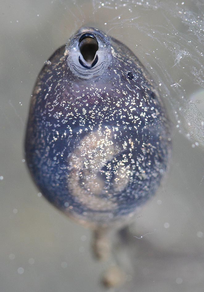 Rana temporaria - Kaulquappe - tadpole - - Amphibienentwicklung - amphibian development Rana temporaria - Kaulquappe - tadpole - - Amphibienentwicklung - amphibian development