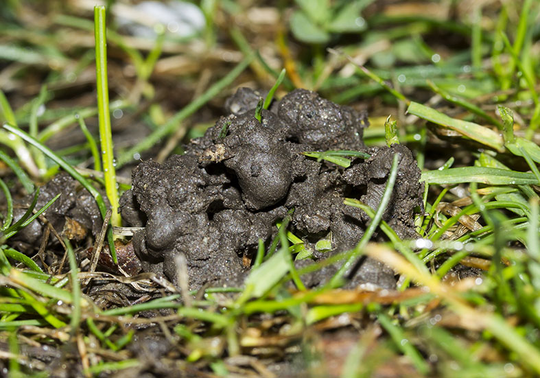 Regenwurmkot - - Clitellata - Gürtelwürmer - clitellates Regenwurmkot - - Clitellata - Gürtelwürmer - clitellates