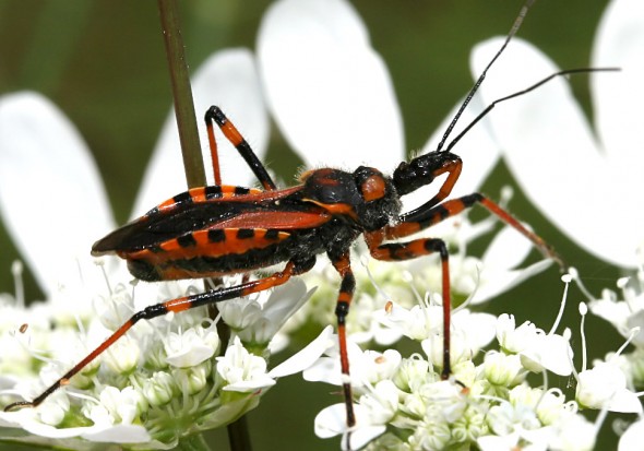 Rhinocoris iracundus - Rote Mordwanze - Fam. Reduviidae - Raubwanzen - Heteroptera - Wanzen - true bugs Rhinocoris iracundus - Rote Mordwanze - Fam. Reduviidae - Raubwanzen - Heteroptera - Wanzen - true bugs