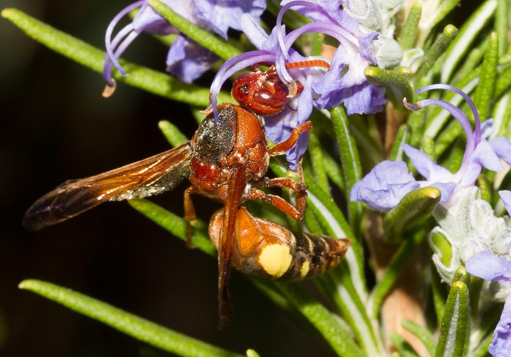 Rhynchium oculatum - Eumeninae (Töpferwespen) - Sardinien - Vespidae - Faltenwespen -wasps Rhynchium oculatum - Eumeninae (Töpferwespen) - Sardinien - Vespidae - Faltenwespen -wasps