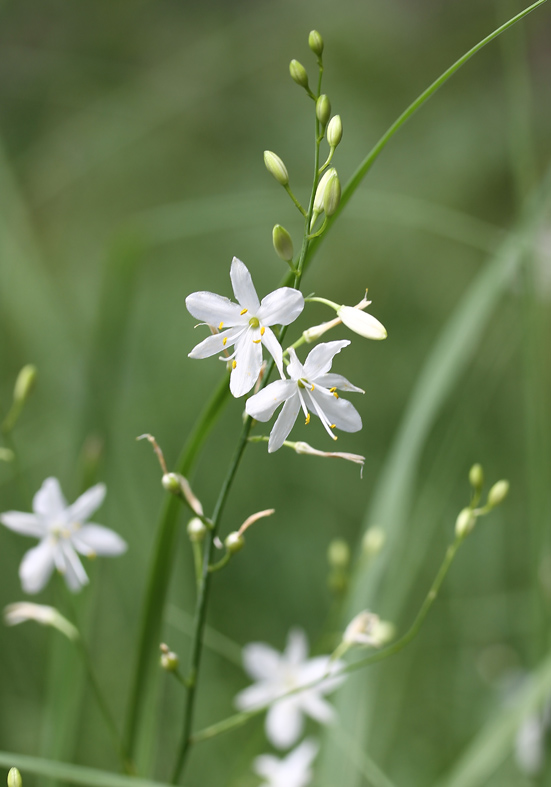Anthericum ramosum - Rispige Graslilie - Fam. Liliaceae - Wald - forest Anthericum ramosum - Rispige Graslilie - Fam. Liliaceae - Wald - forest