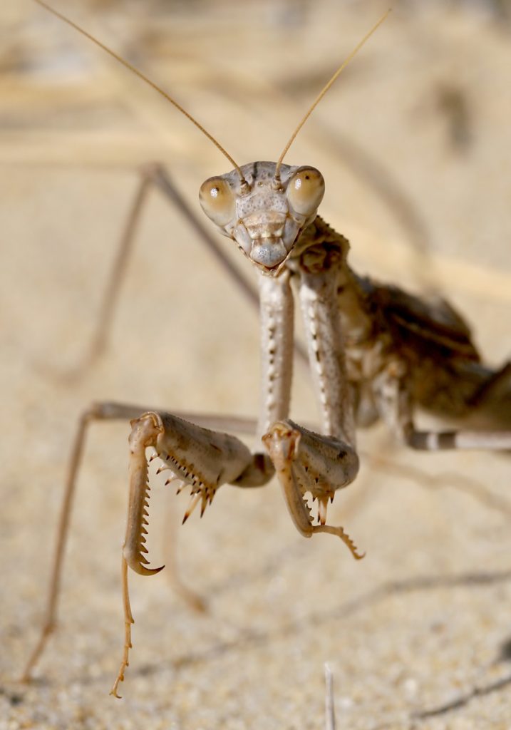 Rivetina balcanica focusnatura