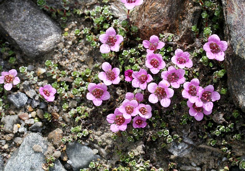 Saxifraga oppostifolia - Roter Steinbrech - Saxifragaceae - Felsschutt - gravel Saxifraga oppostifolia - Roter Steinbrech - Saxifragaceae - Felsschutt - gravel