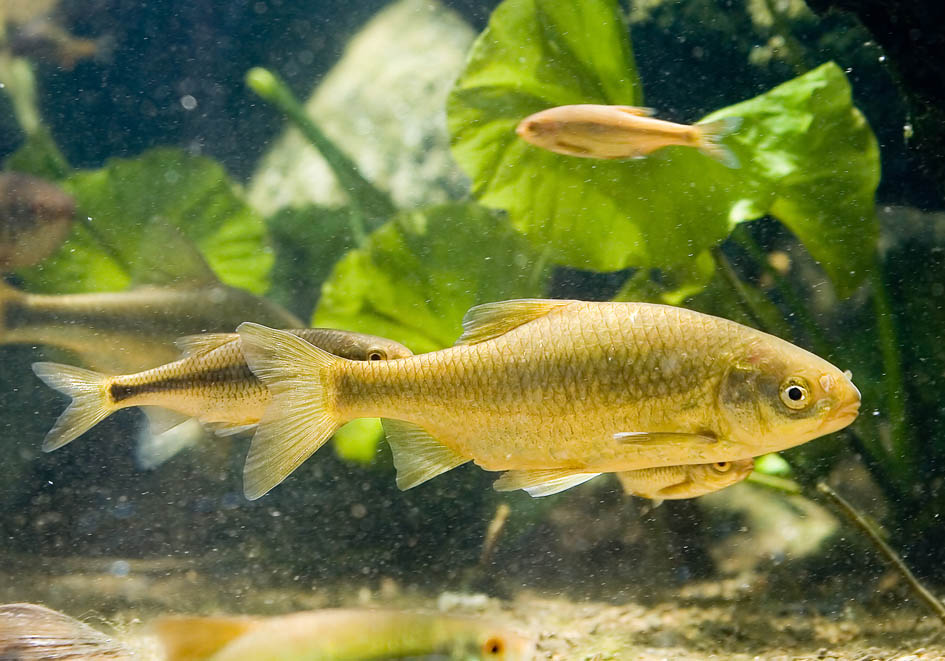 Rutilus aula (Rutilus erytrophthalmus) - Alpenzoo - Cypriniformes - Karpfenartige Rutilus aula (Rutilus erytrophthalmus) - Alpenzoo - Cypriniformes - Karpfenartige