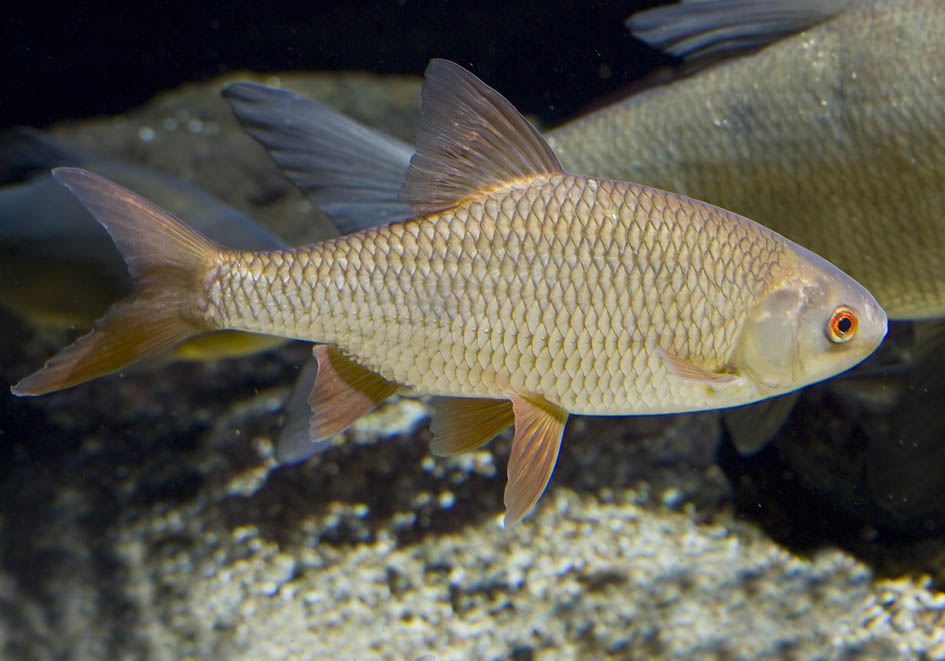 Rutilus rutilus - Rotauge - Alpenzoo - Cypriniformes - Karpfenartige Rutilus rutilus - Rotauge - Alpenzoo - Cypriniformes - Karpfenartige