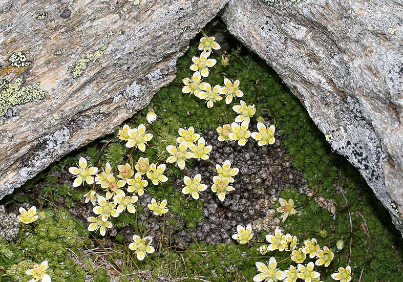 Saxifraga bryoides - Moos-Steinbrech - Fam. Saxifragaceae - Felsspalten - rock crevices Saxifraga bryoides - Moos-Steinbrech - Fam. Saxifragaceae - Felsspalten - rock crevices