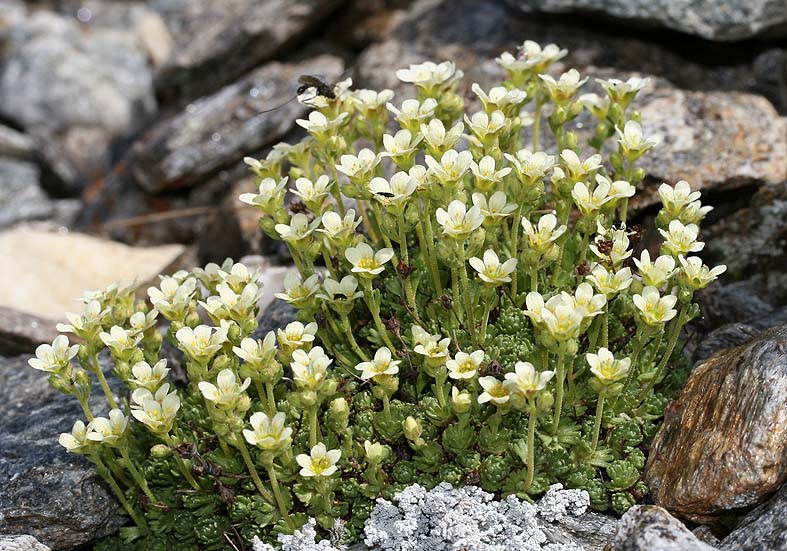 Saxifraga exarata - Gefurchter Steinbrech - Fam. Saxifragaceae - Felsspalten - rock crevices Saxifraga exarata - Gefurchter Steinbrech - Fam. Saxifragaceae - Felsspalten - rock crevices