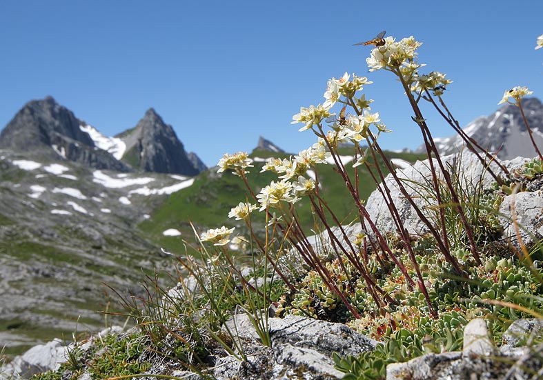 Saxifraga paniculata - Trauben-Steinbrech - Fam. Saxifragaceae - Felsspalten - rock crevices Saxifraga paniculata - Trauben-Steinbrech - Fam. Saxifragaceae - Felsspalten - rock crevices