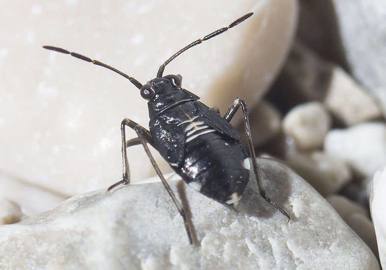 Saldidae Uferwanzen - juv. - Heteroptera - Wanzen - true bugs Saldidae Uferwanzen - juv. - Heteroptera - Wanzen - true bugs