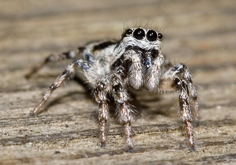 Salticus cingulatus - Fam. Salticidae - Springspinnen - Araneae - Webspinnen - orb-weaver spiders Salticus cingulatus - Fam. Salticidae - Springspinnen - Araneae - Webspinnen - orb-weaver spiders
